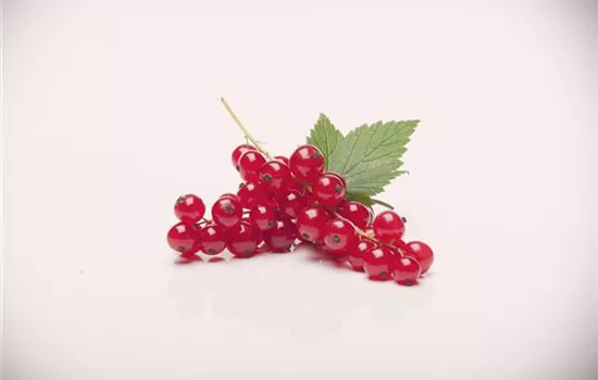 Ribes rubrum Johannisbeere "Rovada" Ribes rubrum Johannisbeere "Rovada"