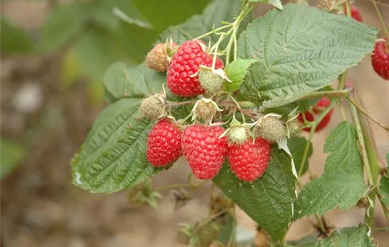Rubus idaeus Himbeere "Pokusa"(S)