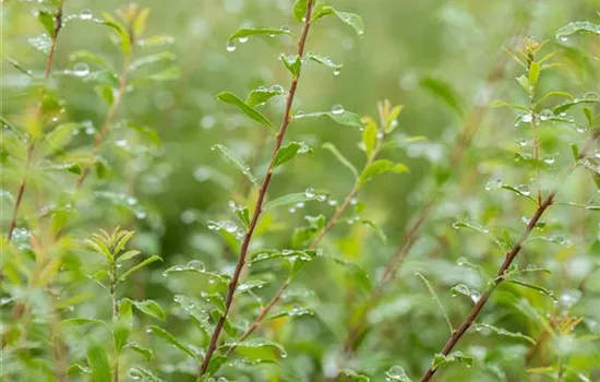 Spiraea arguta Spiraea arguta