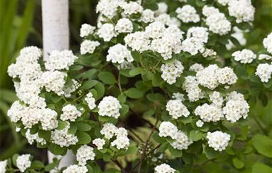 Spiraea vanhouttei Spiraea vanhouttei