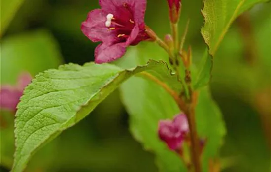 Weigela "Bristol Ruby" Weigela "Bristol Ruby"