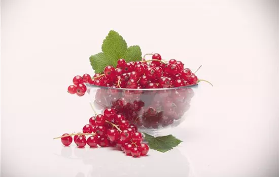 Ribes rubrum Johannisbeere "Rolan" Ribes rubrum Johannisbeere "Rolan"