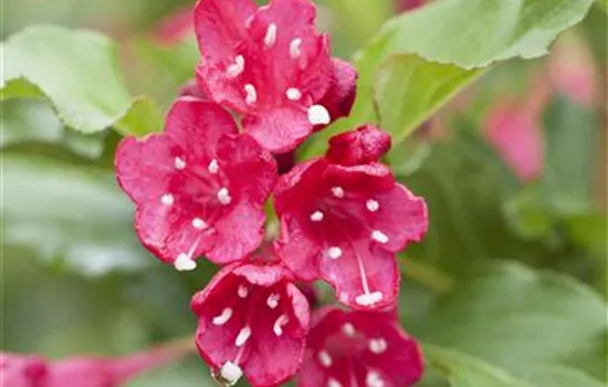 Weigela "Red Prince" Weigela "Red Prince"