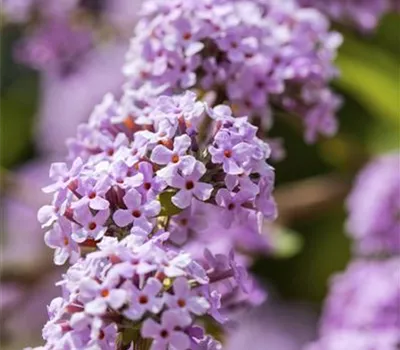 Buddleja alternifolia