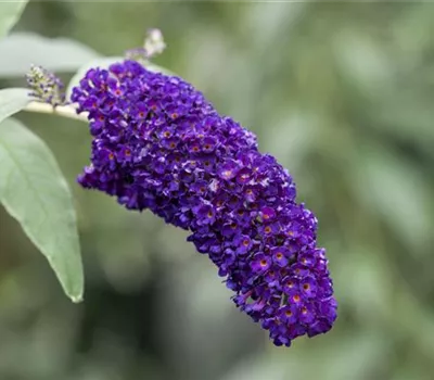 Buddleja davidii "Black Knight"