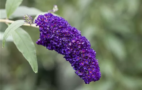 Buddleja davidii "Black Knight" Buddleja davidii "Black Knight"
