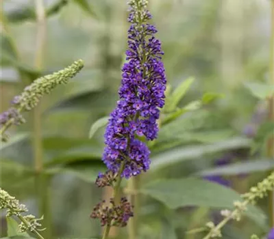 Buddleja davidii "Empire Blue" Buddleja davidii "Empire Blue"