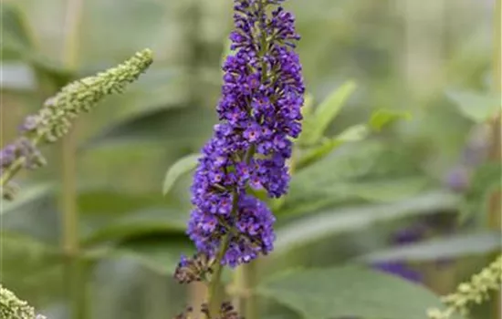 Buddleja davidii "Empire Blue" Buddleja davidii "Empire Blue"