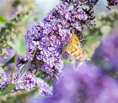 Buddleja davidii "Lochinch" Buddleja davidii "Lochinch"