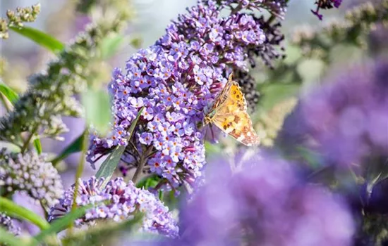 Buddleja davidii "Lochinch" Buddleja davidii "Lochinch"