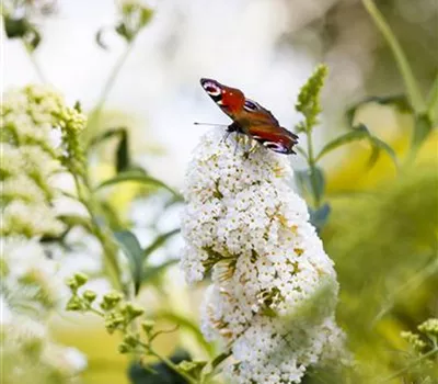 Buddleja davidii "Peace" Buddleja davidii "Peace"