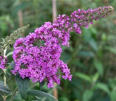 Buddleja davidii "Pink Delight" Buddleja davidii "Pink Delight"