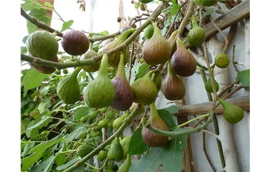 Ficus c. Bayernfeige Violetta(R)(S) - Lizenzsorte Ficus c. Bayernfeige Violetta(R)(S) - Lizenzsorte