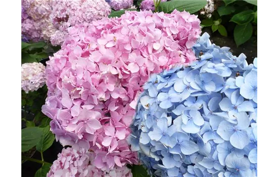 Hydrangea macrophylla "Bayern Sommer" Hydrangea macrophylla "Bayern Sommer"