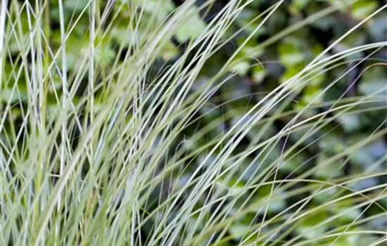 Miscanthus sinensis "Gracillimus" Miscanthus sinensis "Gracillimus"