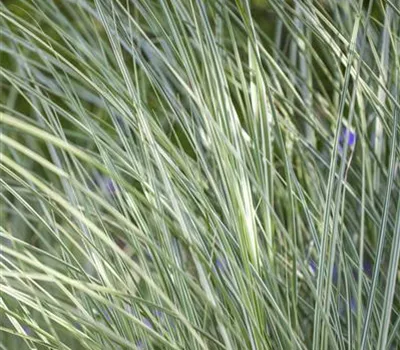 Miscanthus sinensis "Morning Light" Miscanthus sinensis "Morning Light"