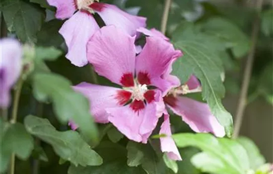 Hibiscus syriacus "Woodbridge" Hibiscus syriacus "Woodbridge"