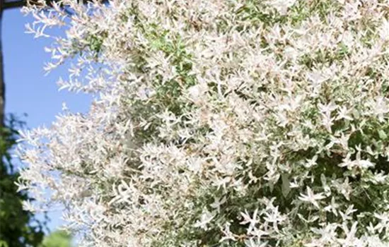 Salix integra Hakuro Nishiki Salix integra Hakuro Nishiki