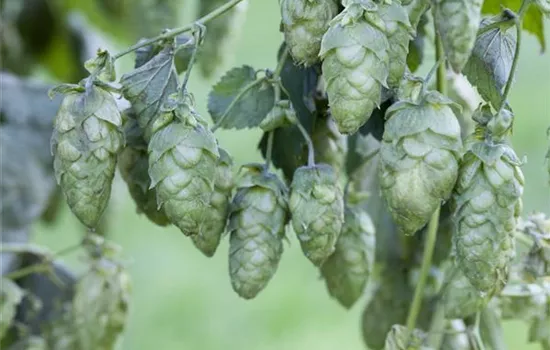 Humulus lupulus Humulus lupulus