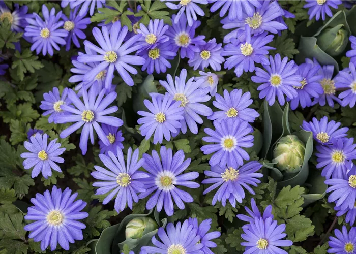 Anemonen – zarte Windröschen im Garten