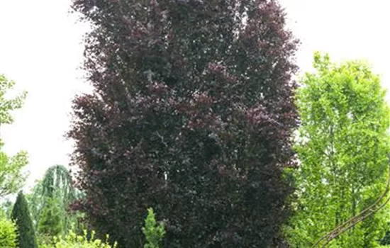 Fagus sylvatica "Purpurea"