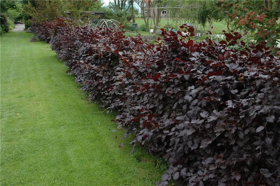 Fagus sylvatica "Purpurea"