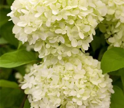 Hydrangea paniculata "Limelight" (R)