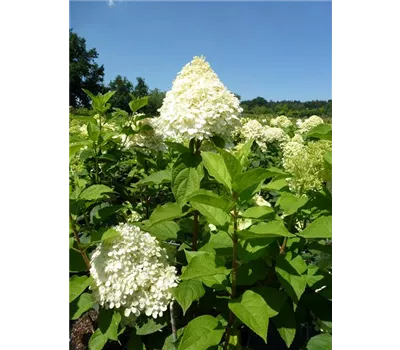 Hydrangea paniculata "Rastede"