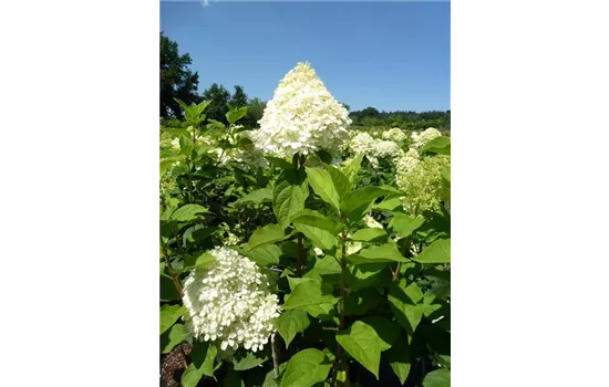 Hydrangea paniculata "Rastede" Hydrangea paniculata "Rastede"