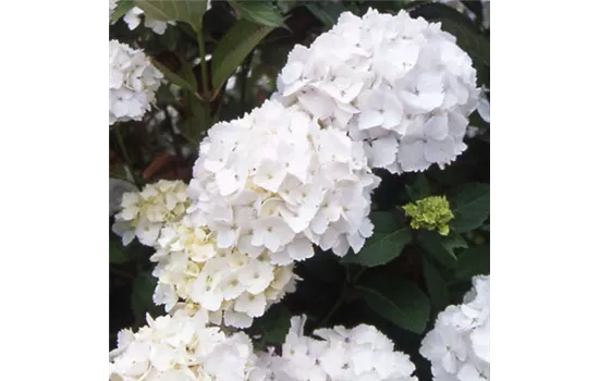 Hydrangea macrophylla "Madame Emile Moulliere" Hydrangea macrophylla "Madame Emile Moulliere"