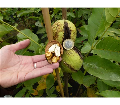 Juglans regia "Antoninuss" (R) Juglans regia "Antoninuss" (R)