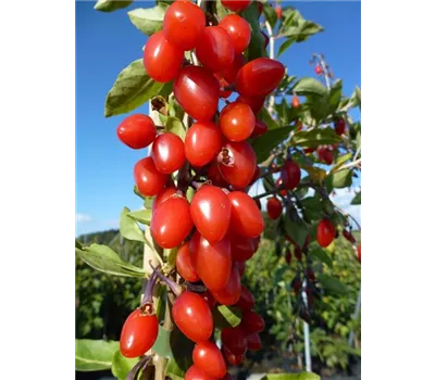 Lycium barbarum Goji-Beere "Synthia" (S) Lycium barbarum Goji-Beere "Synthia" (S)