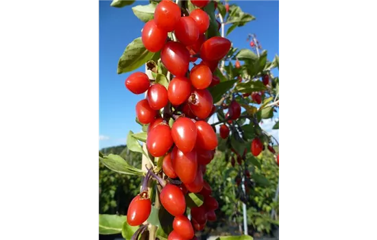 Lycium barbarum Goji-Beere "Synthia" (S) Lycium barbarum Goji-Beere "Synthia" (S)