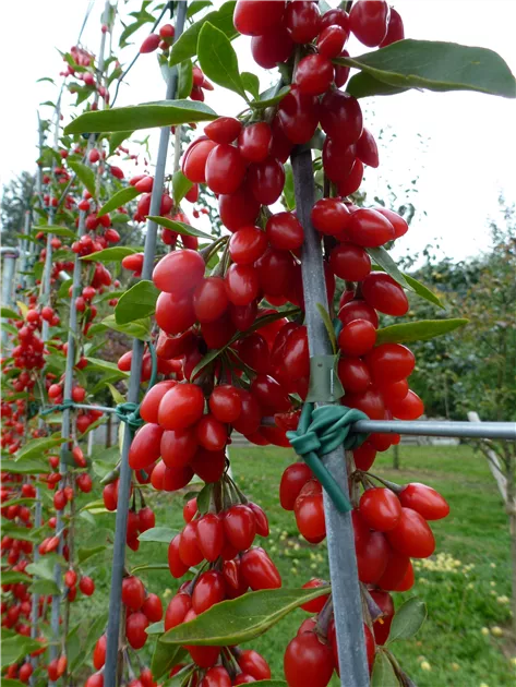 Lycium barbarum Goji-Beere "Synthia" (S)