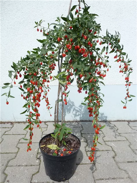 Lycium barbarum Goji-Beere "Natascha" (R)