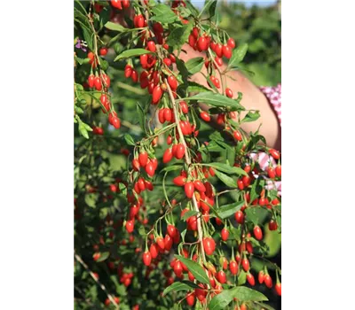 Lycium barbarum Goji-Beere "Natascha" (R) Lycium barbarum Goji-Beere "Natascha" (R)