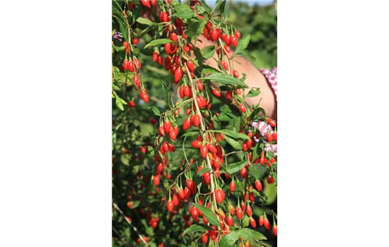 Lycium barbarum Goji-Beere "Natascha" (R) Lycium barbarum Goji-Beere "Natascha" (R)