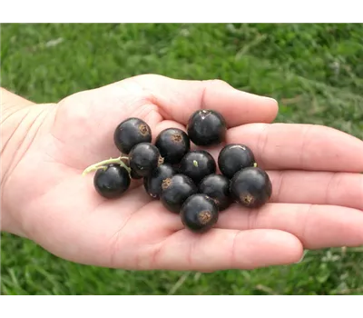 Ribes nigrum "Kieroyal"(R)(S)-Lizenzsorte Ribes nigrum "Kieroyal"(R)(S)-Lizenzsorte