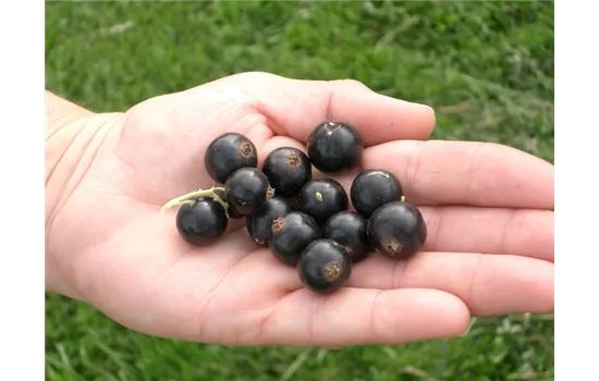 Ribes nigrum "Kieroyal"(R)(S)-Lizenzsorte Ribes nigrum "Kieroyal"(R)(S)-Lizenzsorte