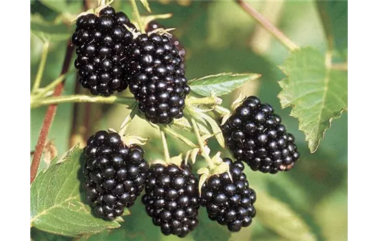 Rubus sectio "Loch Ness" Rubus sectio "Loch Ness"