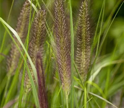 Pennisetum alupecoroides compressum