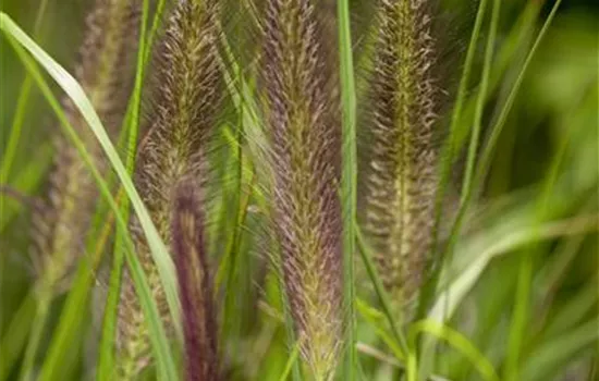 Pennisetum alupecoroides compressum