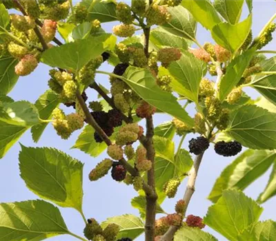 Morus rotundiloba "Mojo Berry" (R)