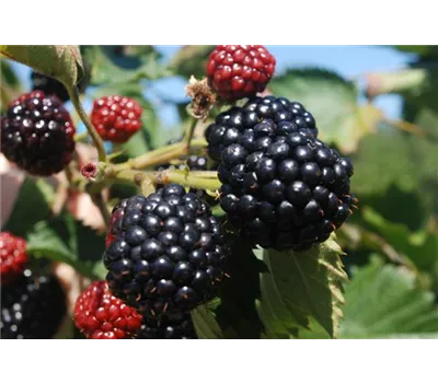 Rubus sectio "Asterina" (R)