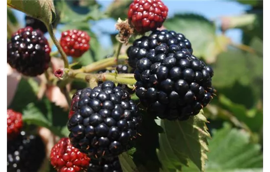 Rubus sectio "Asterina" (R)