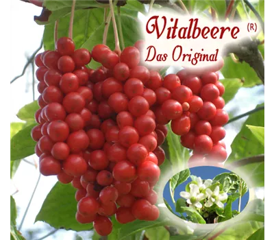 Schisandra ch. Vitalbeere (R) - Lizenzsorte Schisandra ch. Vitalbeere (R) - Lizenzsorte