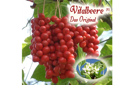 Schisandra ch. Vitalbeere (R) - Lizenzsorte Schisandra ch. Vitalbeere (R) - Lizenzsorte