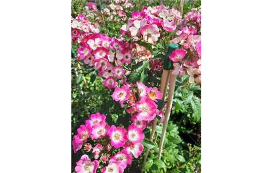 Strauchrose "Mozart"