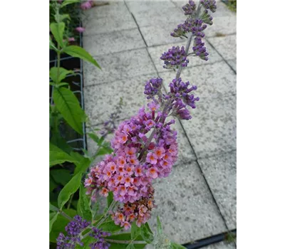 Buddleja davidii "Flower Power" Buddleja davidii "Flower Power"