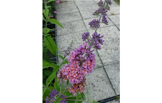 Buddleja davidii "Flower Power" Buddleja davidii "Flower Power"